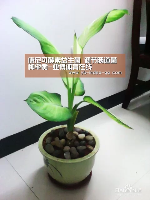 康尼可酵素益生菌 调节肠道菌种平衡-亚博体育在线(图4) 亚博体育登录